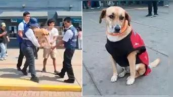 ATU responde sobre el paradero de los perritos que se llevaron del Terminal Naranjal