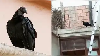 Gallinazo se mete a casa de vecina de San Isidro y hace su NIDO: SERFOR intervino y sucede lo IMPENSADO