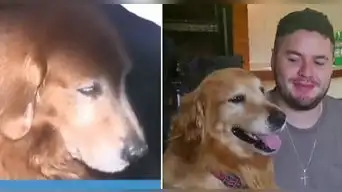 Perro sobrevivió a choque donde murió su dueño y se negó a abandonar su cuerpo: "Lo quiso hasta el final..."