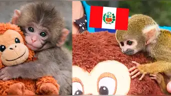 Monito ‘Punch’ peruano fue rescatado por Serfor y ahora vive junto a su peluche en conocido zoológico de Lima