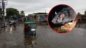 DIRESA confirma el primer fallecimiento infantil por leptospirosis en Tumbes: reportan 82 casos de la enfermedad