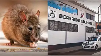 Victimas por Leptospirosis asciende a dos 2 fallecidos en Tumbes: ¿Cómo reconocer sus síntomas?