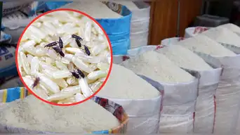 Peligroso INSECTO invade toneladas de ARROZ importado de Asia: productores exigen acciones drásticas al Gobierno