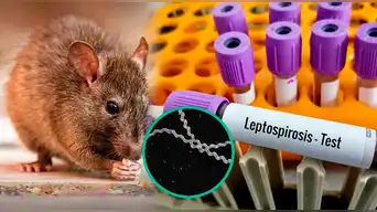 ¡ALERTA EPIDEMIOLÓGICA! Extraña enfermedad avanza en Perú: ¿Cómo evitar contagiarme de leptospirosis y qué hacer si estoy infectado?