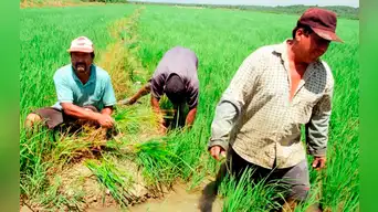 Productores de arroz lanzan ULTIMÁTUM al Gobierno: declaran estado de emergencia o se van a PARO INDEFINIDO