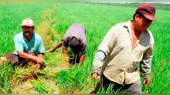 Productores de arroz lanzan ULTIMÁTUM al Gobierno: declaran estado de emergencia o se van a PARO INDEFINIDO
