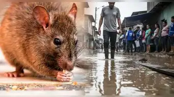Minsa activa alerta por incremento de contagios por leptospirosis