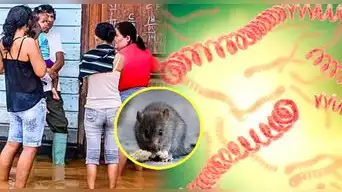 Minsa EMITE alerta epidemiológica por leptospirosis: quiénes corren mayor riesgo de contagio y síntomas