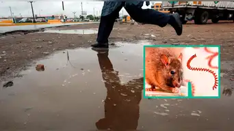 Minsa EMITE alerta epidemiológica por leptospirosis: LIMA entra en la LISTA de regiones afectadas por contagios