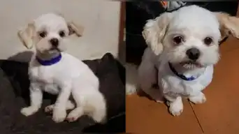 ¡Buscan a Tommy! Perrito lleva más de una semana DESAPARECIDO y su dueña hace desesperado pedido: “Ayúdenme a encontrarlo”