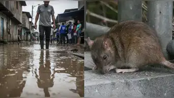 Alerta sanitaria en Perú: cifra de fallecidos por LEPTOSPIROSIS aumenta a 12, según MINSA