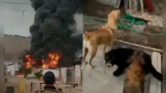 Tragedia en Villa El Salvador: Gigante incendio consume almacén y pone en riesgo a alberge de perros