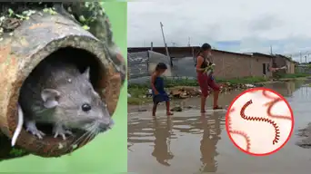 ¡ALERTA! Contagios y fallecidos por leptospirosis se disparan en tres regiones: síntomas pueden ser mortales