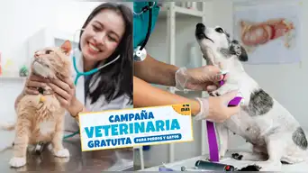 ¡Atención GRATIS para mascotas! CAMPAÑA VETERINARIA este 16 de mayo: conoce dónde será y los servicios disponibles