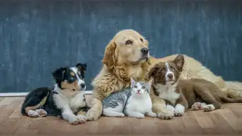 ¡Justicia para las mascotas! Congreso endurece las penas contra maltrato animal: ¿cuántos años de cárcel recibirán los agresores?