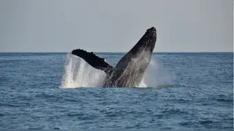¡SORPRESA EN EL MAR! Inusual avistamiento de ballenas en Lima y Callao sería por el Niño Costero