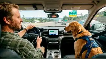 Alerta conductores | Pasear en carro con tu perro en Florida podría derivar en una multa: Estas son las complicadas situaciones