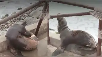 FAUNA EN PELIGRO | Lobo marino queda VARADO en playa de la Costa Verde tras fuerte oleaje marítimo