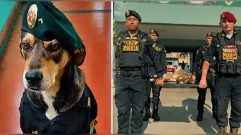 PNP despide con honores a Vaguito, el perro que patrulló durante años en Trujillo: "Hasta siempre, amigo fiel"