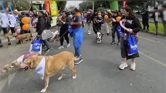 Caminata Solidaria Huellas 4K busca alcanzar 1000 esterilizaciones para perros y gatos en situación de abandono