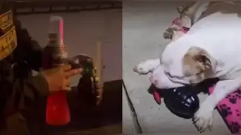 Vecinos confunden juguete de mascota con una granada y generan alerta policial: efectivos se llevaron a dueña a la comisaría