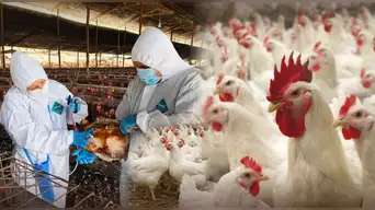 Senasa confirma nuevo BROTE de GRIPE AVIAR en esta región: conoce las medidas sanitarias oficiales