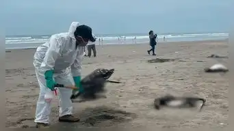 ¡Tragedia en Trujillo! Decenas de pelícanos aparecen sin vida en playa de Salaverry