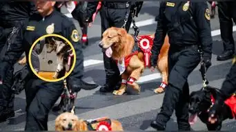 Canes de la Policía generan ALARMA tras mostrar signos de AGOTAMIENTO por el calor en la Parada Militar 2026