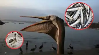 PELÍCANOS en Chorrillos luchan por SOBREVIVIR: se enfrentan a la escasez de anchoveta por El Niño