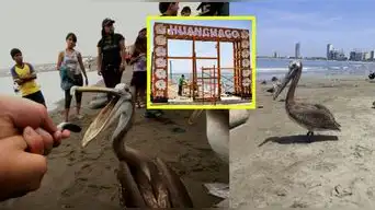 ALERTA en Huanchaco: pelícanos INVADEN el muelle por falta de alimento y advierten grave CRISIS en el mar