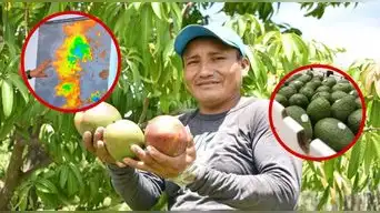 ¡Alerta en Lambayeque! El intenso calor pone en RIESGO las cosechas de MANGO y PALTA