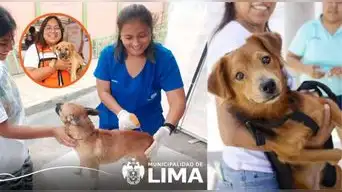 Campaña veterinaria GRATIS este 11 de agosto: conoce dónde atenderán a perros y gatos sin costo
