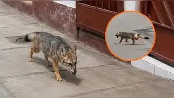 ZORRO ANDINO aparece CAMINANDO por las CALLES de Manchay y sorprende a vecinos: Serfor tuvo que INTERVENIR