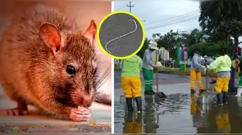 ¡Más CONTAGIOS y HOSPITALIZADOS! Leptospirosis en Perú ALCANZA su nivel más alto de los últimos años