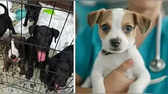 MALTRATO ANIMAL: Proponen hasta 6 AÑOS de cárcel por CRUELDAD y ABANDONO de MASCOTAS