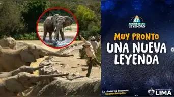 ¡DESPUÉS DE 25 AÑOS, VUELVEN LOS GIGANTES! Parque de las Leyendas prepara la llegada de DOS ENORMES ELEFANTES