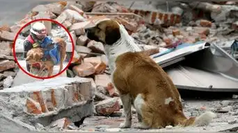 ¡ALERTA PARA DUEÑOS DE MASCOTAS! Un SISMO puede cambiarlo todo en segundos: ¿cómo proteger a tu PERRO O GATO?
