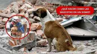 ¡ALERTA PARA DUEÑOS DE MASCOTAS! Un SISMO puede cambiarlo todo en segundos: ¿cómo proteger a tu PERRO O GATO?