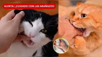 ¡TEN CUIDADO! ¿Tu gato te mordió o arañó? Estos SÍNTOMAS podrían revelar una PELIGROSA INFECCIÓN, según INS