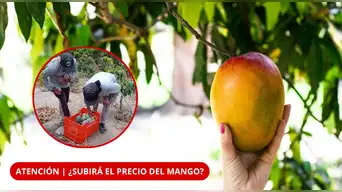 ALERTA | ¿Habrá MENOS MANGO en los mercados? El Niño Costero pone en RIESGO la PRODUCCIÓN en el norte
