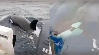 Depredadores marinos en litoral costero: Orcas SORPRENDEN a pescadores en playa limeña con INESPERADO comportamiento