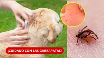 ¡CUIDADO CON LAS GARRAPATAS! Pueden transmitir una PELIGROSA INFECCIÓN y tu MASCOTA podría llevarlas a casa | CONOCE las señales