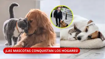 ¿MÁS MASCOTAS Y MENOS NIÑOS? INEI revela cómo están CAMBIANDO los hogares peruanos | CIFRAS SORPRENDEN