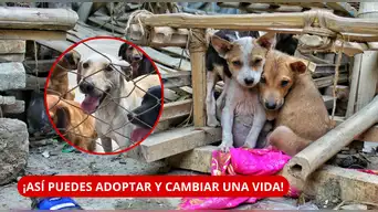 ¡MILLONES ESPERAN UNA FAMILIA! Perú tendría más de 6 millones de animales abandonados | CONOCE CÓMO ADOPTAR