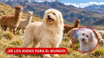 ¡PERÚ TIENE UN NUEVO ORGULLO DE CUATRO PATAS! "Chaku Cusqueño" se convierte en una de las RAZAS RECONOCIDAS del país