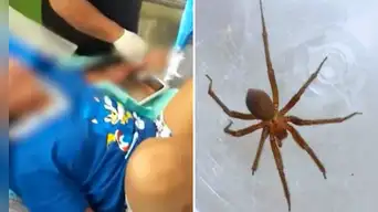 Adolescente fallece tras ser mordida por una araña: autoridades lanzan importante advertencia