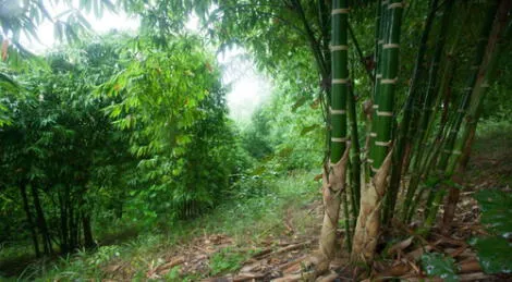 Conoce las 8 regiones naturales del Perú: Yunga, su flora y fauna |  geografía | educación | aprendo en casa | El Popular