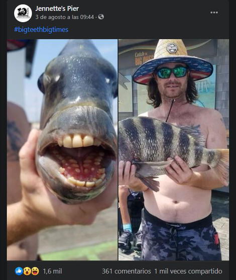 ¡Increíble! Capturan pez con “dientes humanos” 
