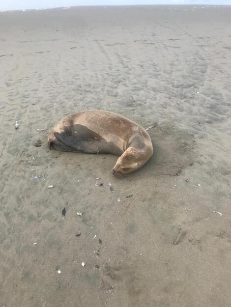 Aparecen lobos marinos varados y muertos en playa Sarapampa, en Asia |  Panamericana Sur | | El Popular