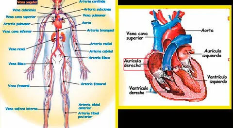 Conoce el corazón y su función en el sistema circulatorio.